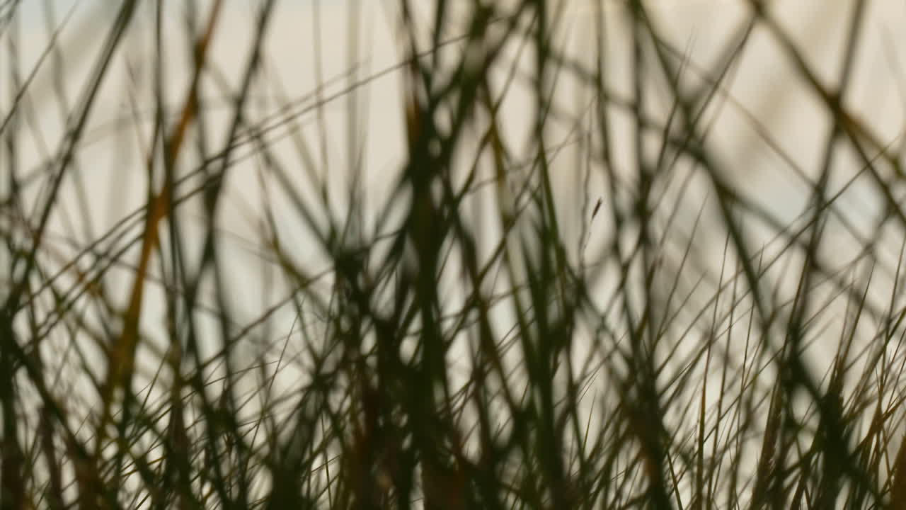 Intricate texture of seagrass in a close-up view