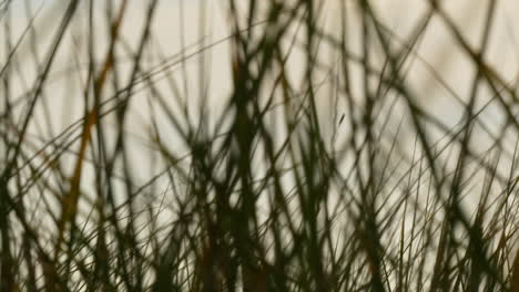 intricate texture of seagrass in a close-up view