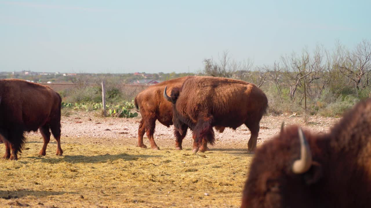 Texas Bison fighting in the morning light