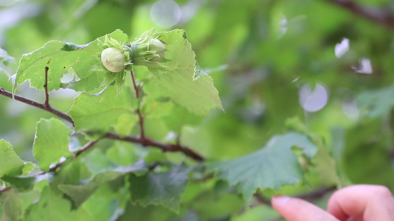 숲에서 자라는 나무에 있는 헤이즐 ⁇  1