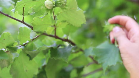 hazelnuts on a tree grows in the forest 1