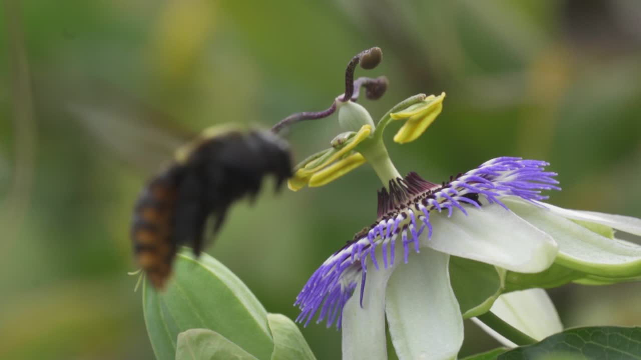 파란색 왕관 열정 꽃 주위를 날아다니는 등에 꽃가루가 있는 노란색과 검은색 호박벌을 가까이서 보세요