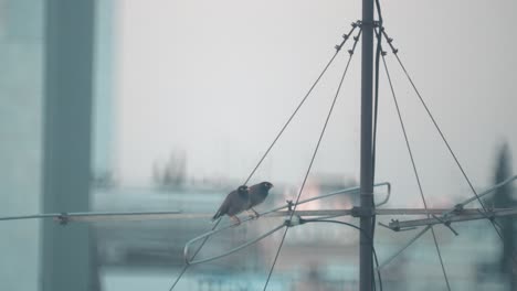 Un-Primer-Plano-De-Dos-Pájaros-Volando-Desde-Una-Torre-De-Antena,-Tel-Aviv-Israel,-Teleobjetivo-Con-Zoom,-Vídeo-Sony-4k