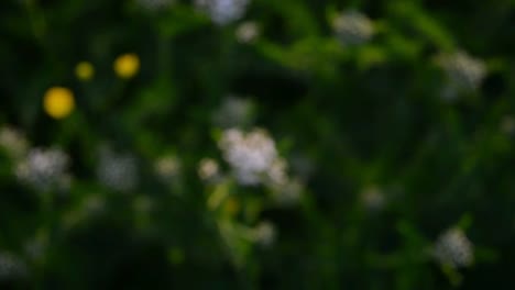 flores silvestres blancas y amarillas frente a un fondo verde oscuro que se enfoca