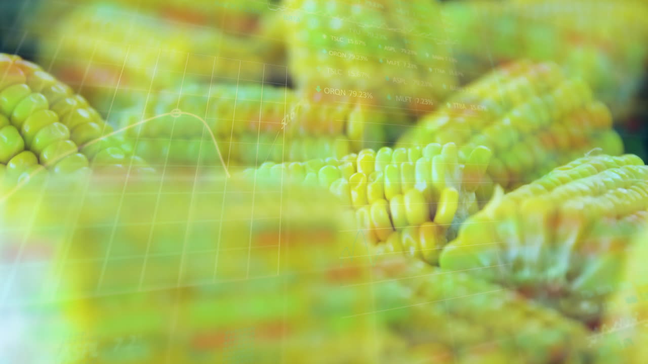 Overlaying financial data and graphs, corn cobs in agricultural analysis animation