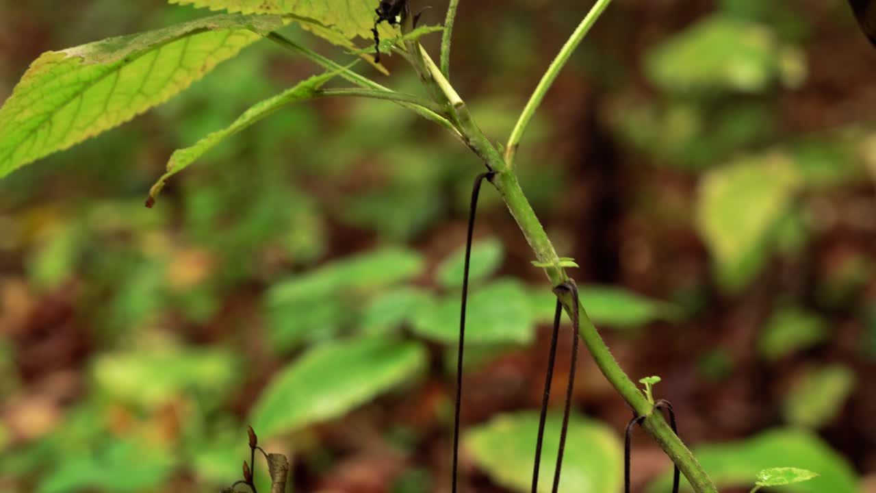 movimientos de cámara de inclinación de 4k que muestran la perspectiva macro de las hojas de otoño