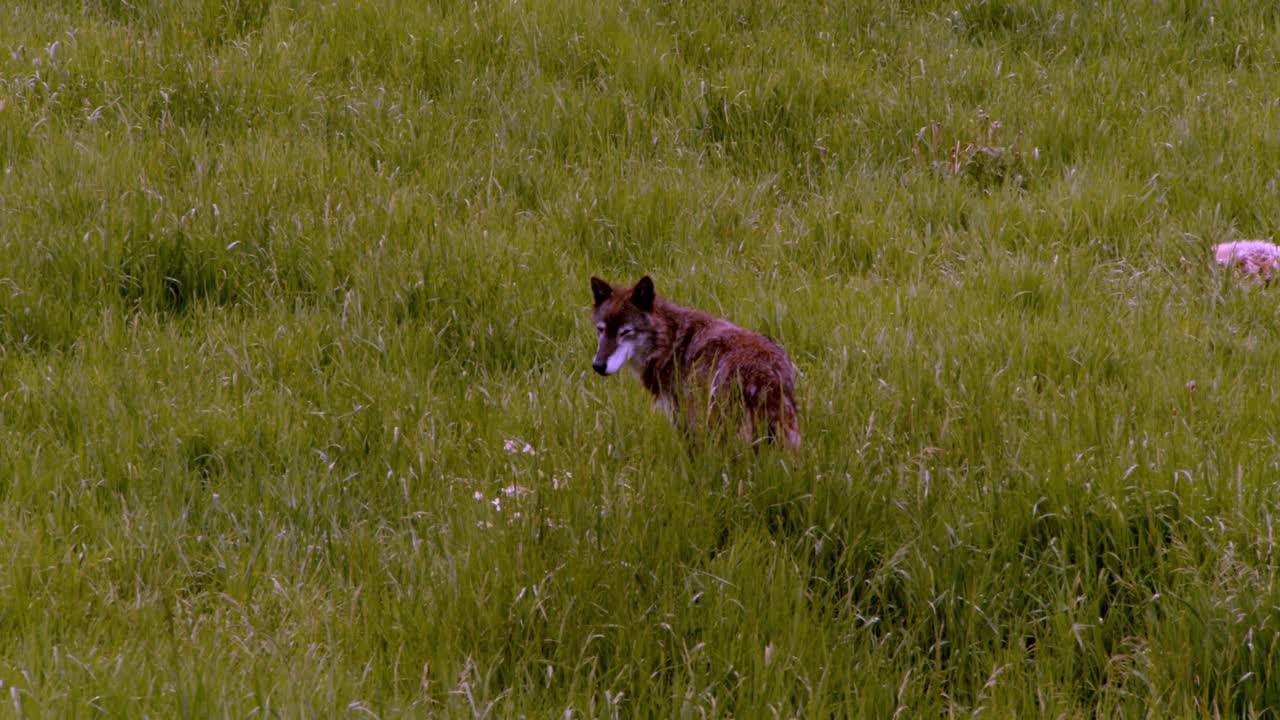 A cautious Alaskan Tundra Wolf investigating in tall grass