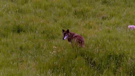 un cauteloso lobo de la tundra de alaska investigando en la hierba alta