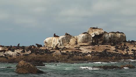 Focas-En-Una-Isla-Rocosa,-Fauna-Marina-En-La-Naturaleza