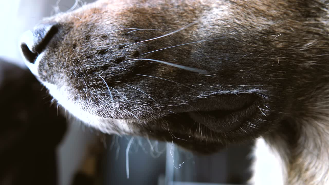 primer plano del hocico de un perro