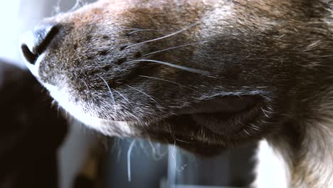 closeup of the snout of a dog