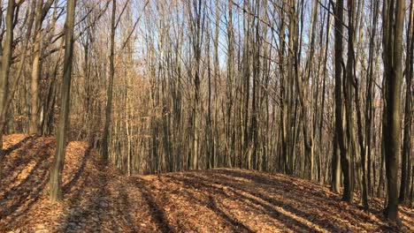 walking on a forest road, early spring season