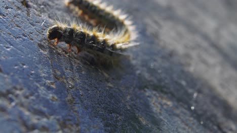 Macro-view-of-small-hairy-and-fuzzy-caterpillar-moves-with-pink-appendages-on-cement