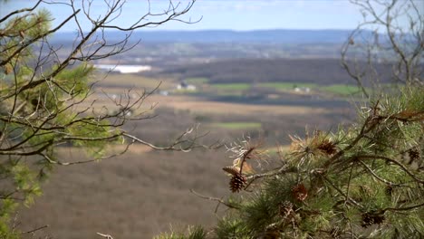 pino que sopla en el viento con vistas al paisaje en la distancia