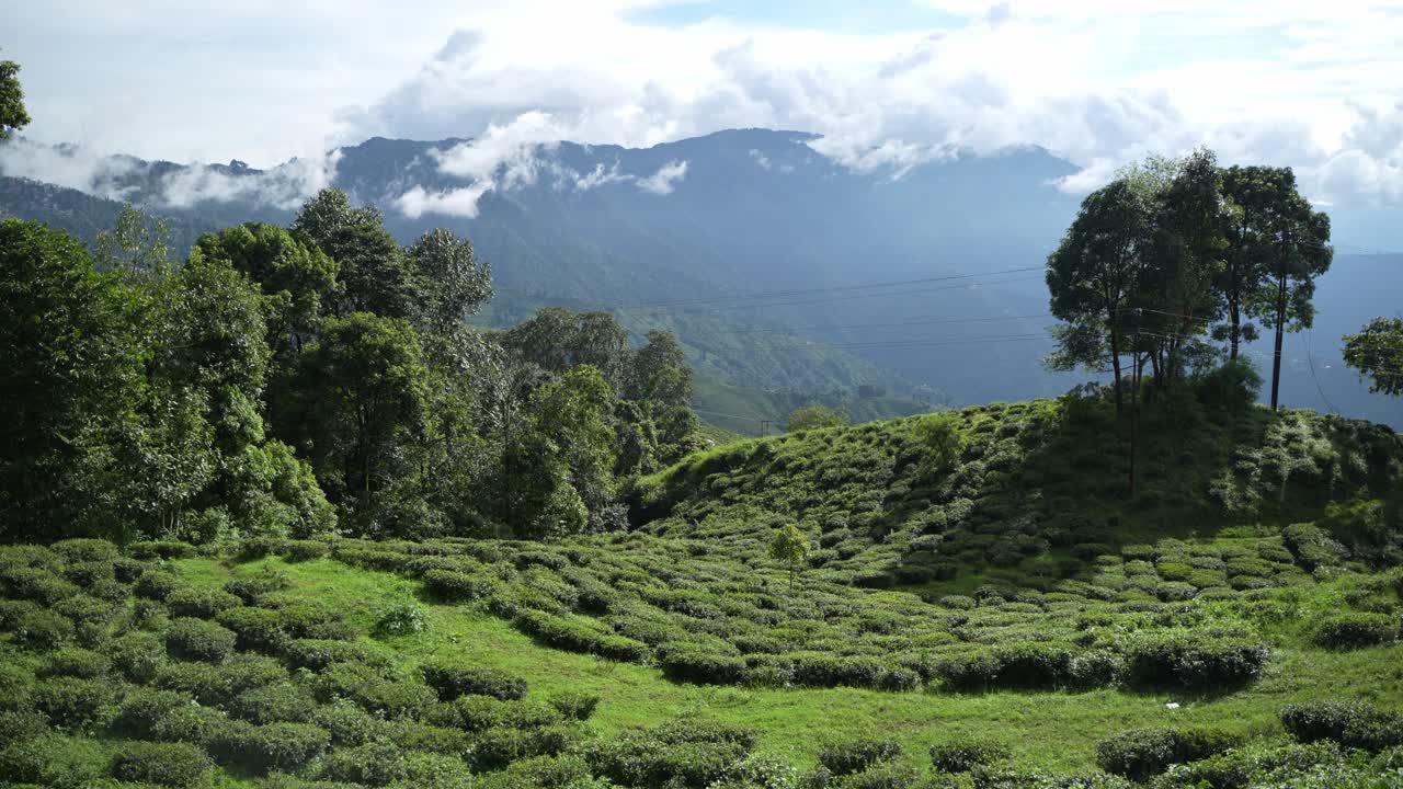 Beautiful landscape view of Darjeeling tea garden. The tea tree base prevents water from accumulating in the hilly areas of Darjeeling. This Darjeeling tea is world famous