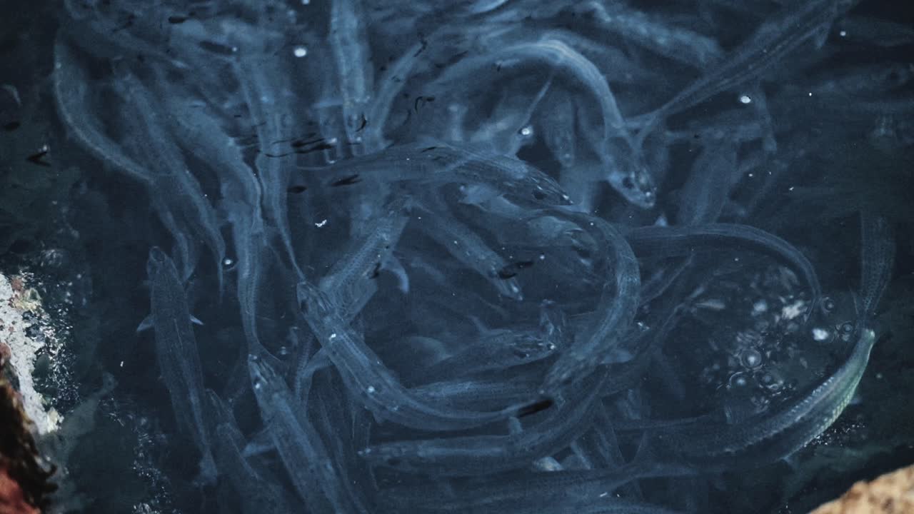 A school of small bait fish trapped in a shallow pool
