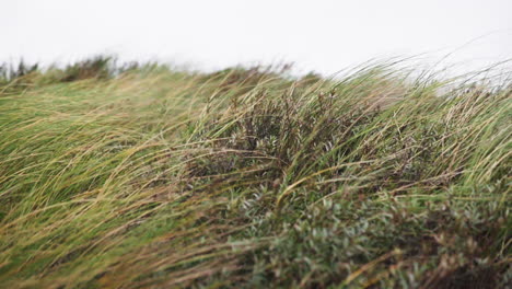 tall marram grasses blowing in the wind