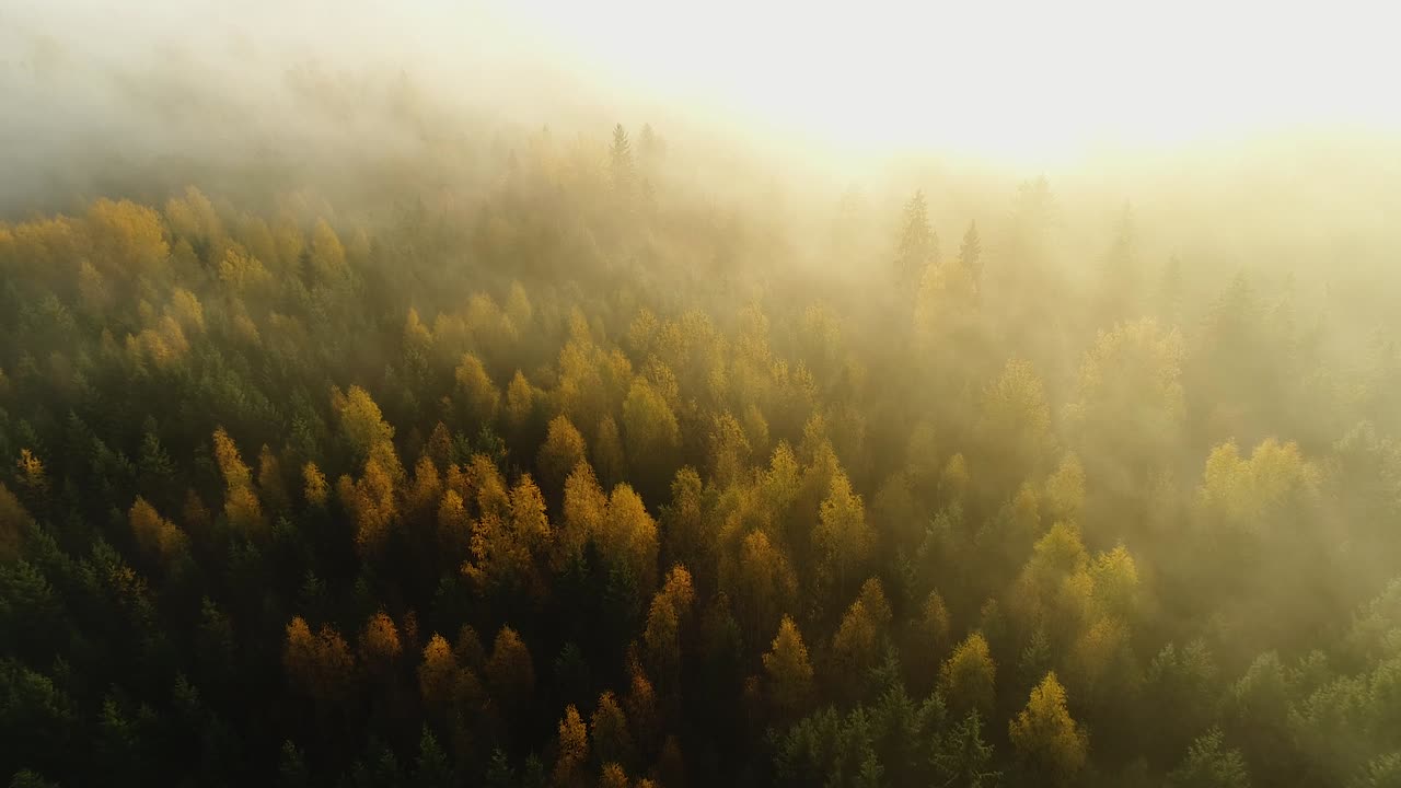 Seasonal forest aerial view in fall and early morning sunlight with fog