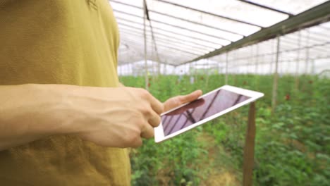 working with a tablet in the greenhouse. modern flower production.