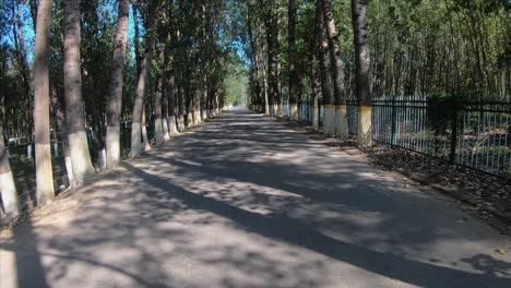 High-angle-to-low-angle-tilt-down-shot-of-Trees-in-Hanshiqiao-Wetland-National-Park,-Beijing,-China