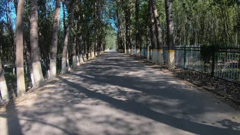 tiro de ángulo alto a ángulo bajo inclinado hacia abajo de árboles en el parque nacional de humedales de hanshiqiao, beijing, china