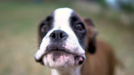 close-up slow-motion shot of a cachorro boxer puppy barking