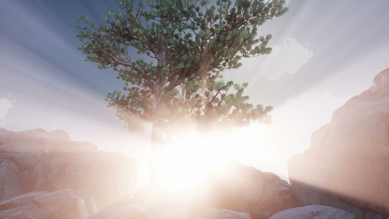 나무들을 가로지르는  ⁇ 빛