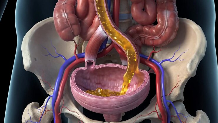 Animazione medica 3D del flusso di urina dai reni alla vescica