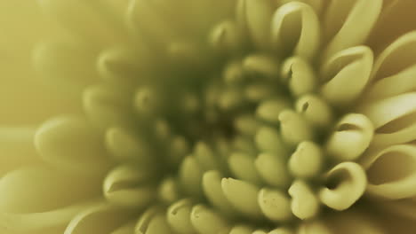micro vídeo de cerca de la flor amarilla con espacio de copia