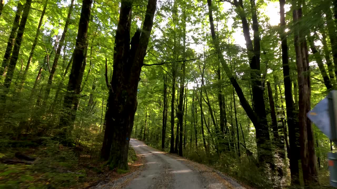 Vehicle drives winding gravel road beneath dense green forest canopy, dappled sunlight, smooth camera movement