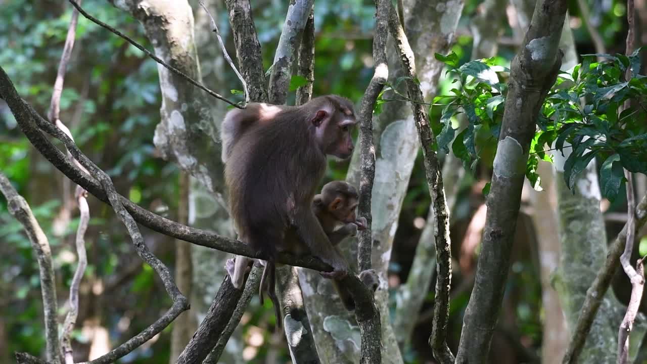 el macaco de cola de cerdo del norte es un primate que se encuentra comúnmente en el parque nacional de khao yai, aunque es una especie vulnerable