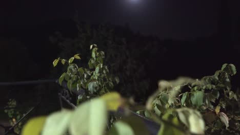 imágenes de luna llena con plantas en primer plano 4k