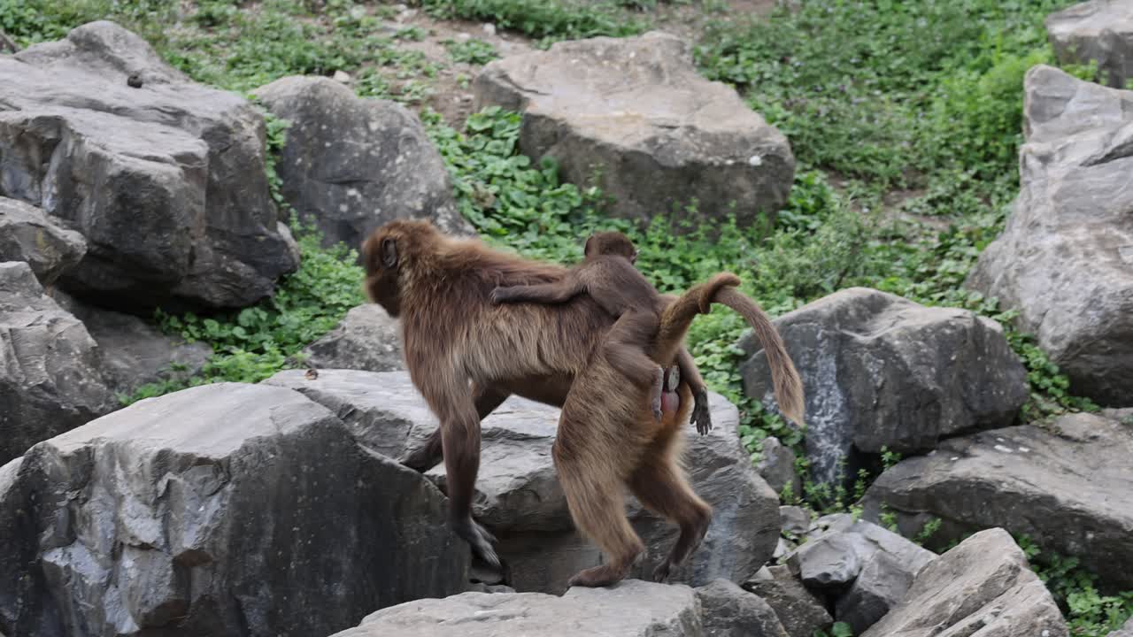 disparo en cámara lenta del mono gelada con el bebé en la espalda caminando por las rocas en la naturaleza