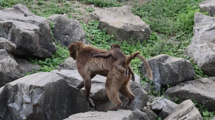 disparo en cámara lenta del mono gelada con el bebé en la espalda caminando por las rocas en la naturaleza