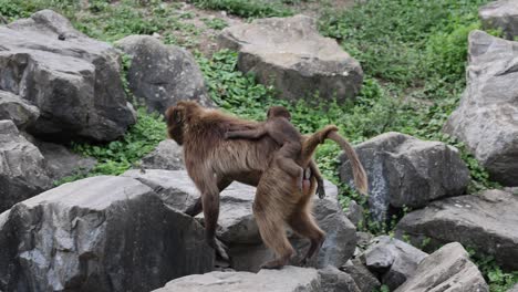 slow motion shot of gelada monkey with baby on back walking on rocks in nature