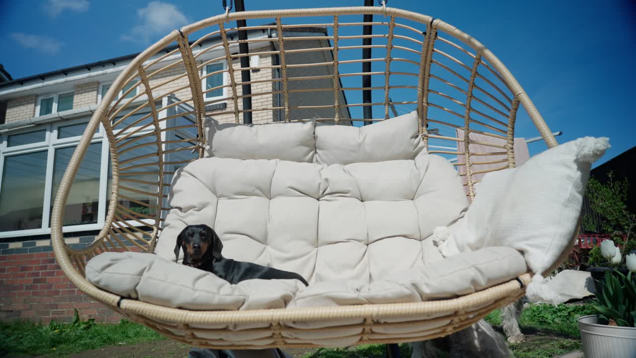 Patio garden wicker furniture, comfortable cozy sleepy sausage doggy