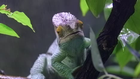 parson's chameleon rotating its eyes while clinging on the tree branch with rainy background - closeup front view shot