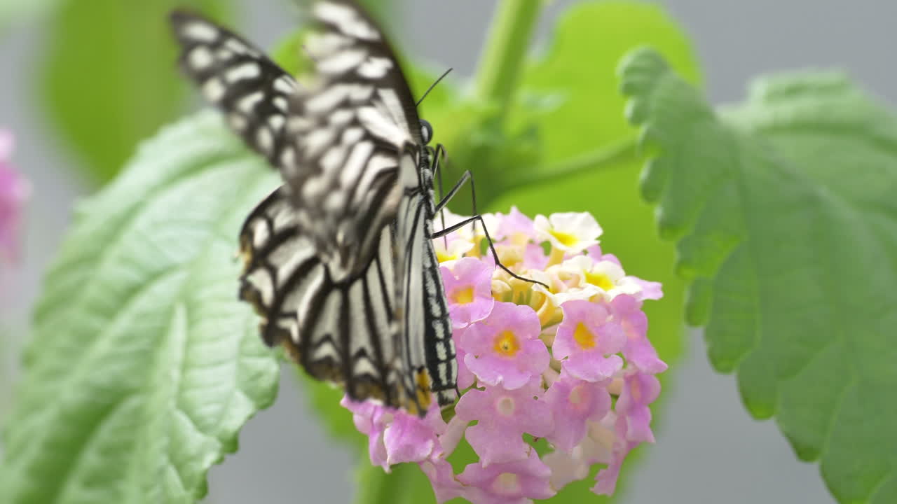 tiro macro si hermosa mariposa negra y rayas blancas bebiendo néctar de flor rosa en el jardín botánico - material de archivo prores 4k - idea leuconoe o mariposa de papel de arroz