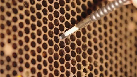 recolectando larvas de abejas para criar reinas lado a lado