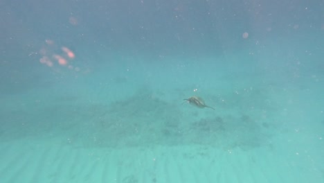 hawaiian green sea turtles in oahu, waikiki beach