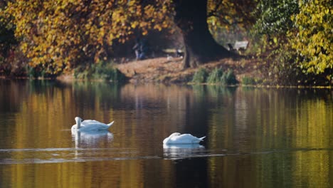 a couple of white swans in the small pond