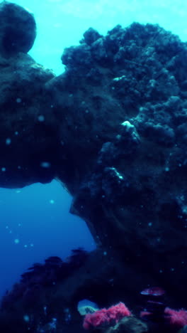 un hermoso arrecife de coral bajo el agua