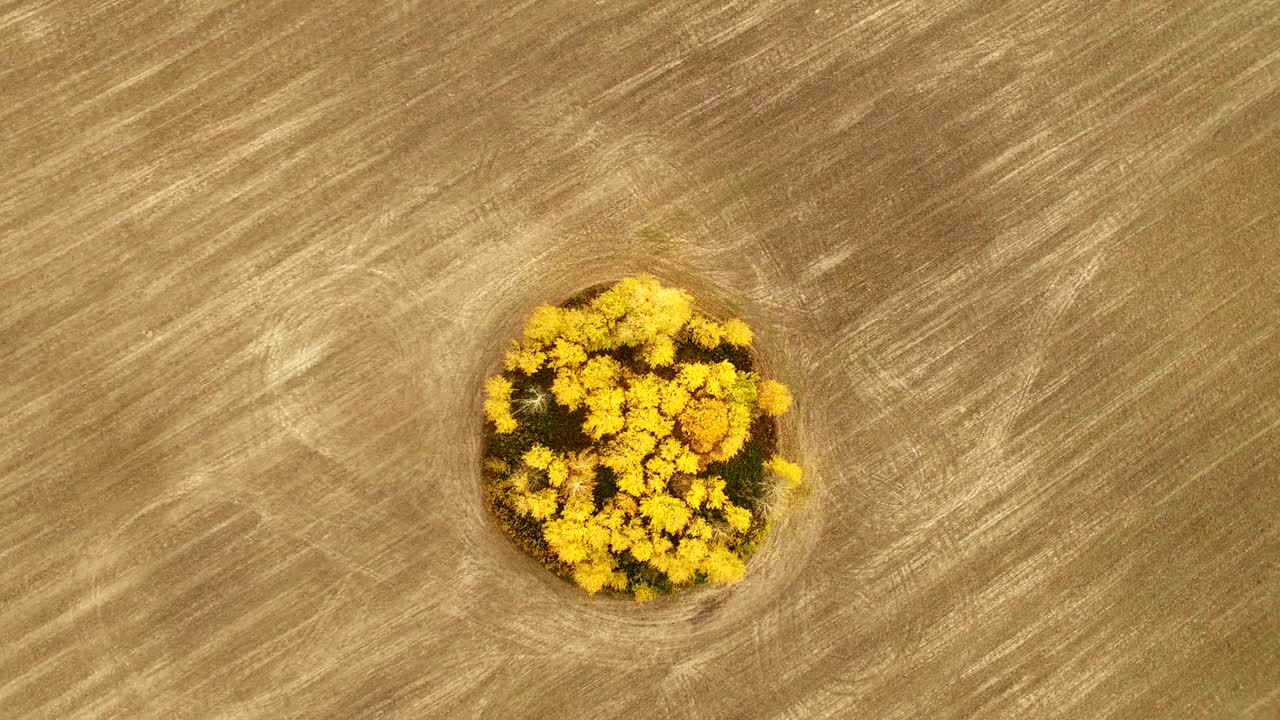 4k 공중. 농업 의 노란 나무 위로, 원형 비행