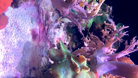 Tropical-fish-hiding-behind-anemone,-vertical