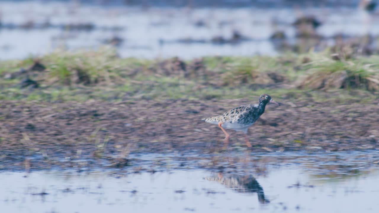 Ruff in flooded wetlands during spring migration and lek place