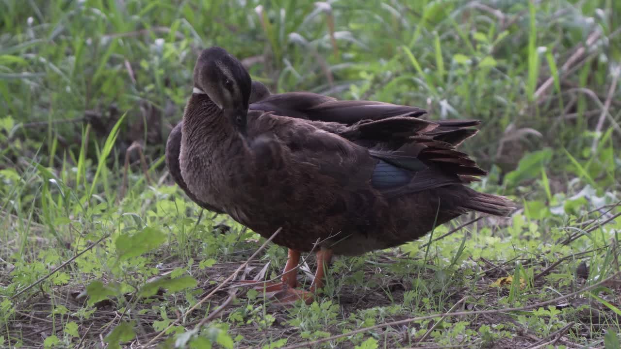 Anatra della Pomerania in piedi che si liscia le piume.