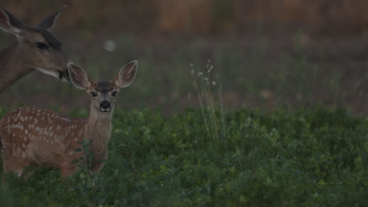 cervatillo y ciervo mirando a la cámara en un campo agrícola verde