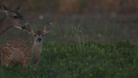 fawn and doe deer looking into camera in green farming field