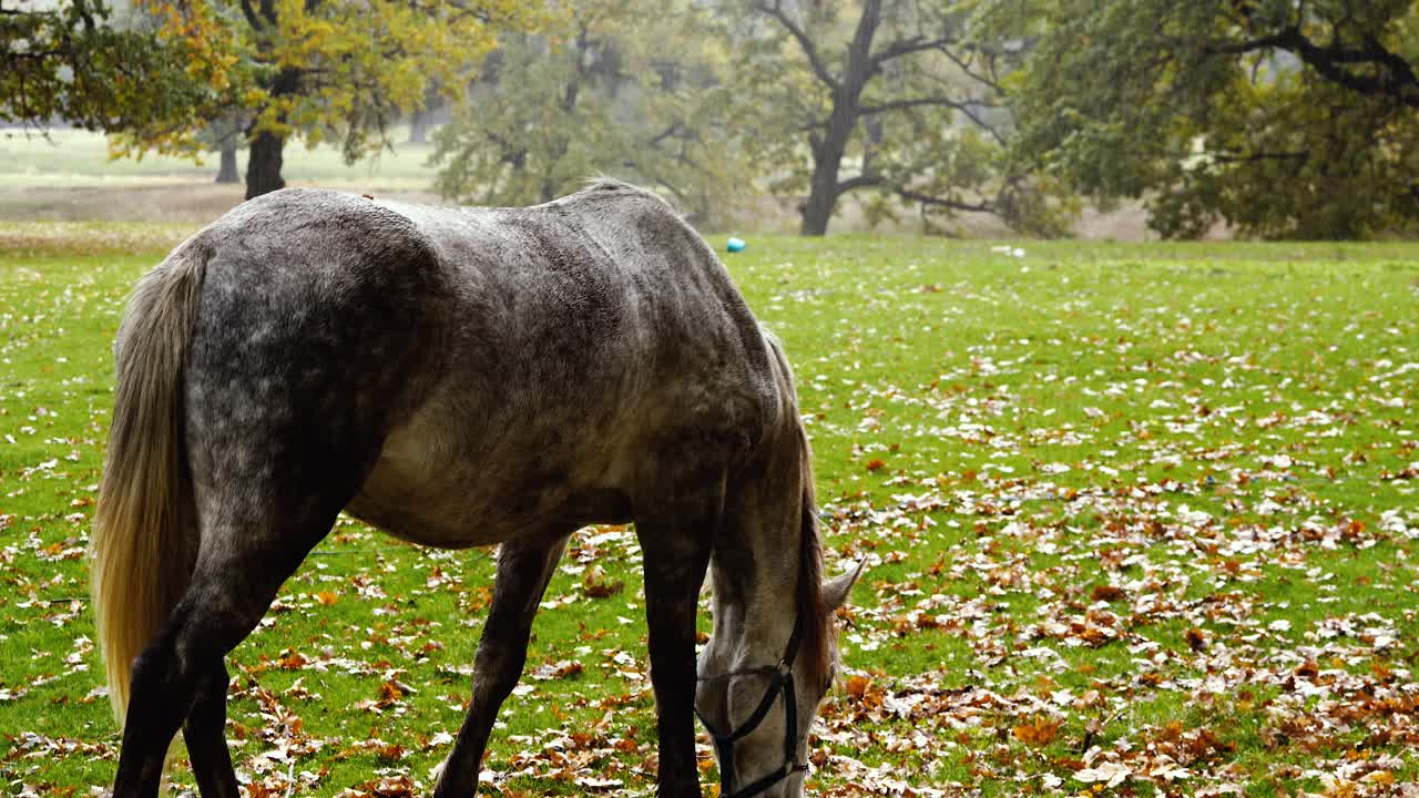 caballo gris comiendo pacíficamente en un paisaje oxidado y lluvioso