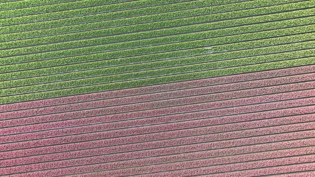 campos de tulipanes en los países bajos 4 - amanecer en la temporada de primavera del norte de holanda - vista aérea estabilizada en 4k